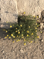 Matricaria