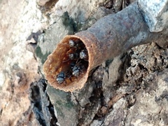 Scaptotrigona depilis