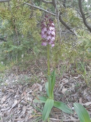 Orchis purpurea