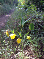 Calochortus pulchellus