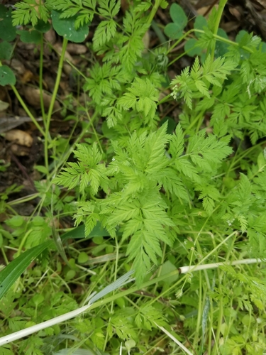 iNaturalist observation photo of Apioideae