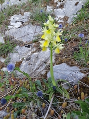 Orchis pauciflora