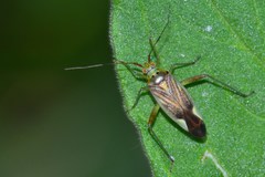 Closterotomus trivialis