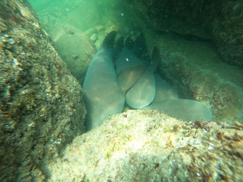 Photo of Pacific nurse shark (Ginglymostoma unami)