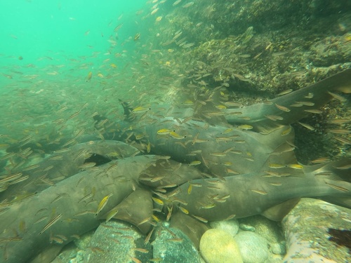Photo of Pacific nurse shark (Ginglymostoma unami)