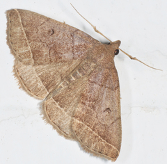 Zanclognatha protumnusalis