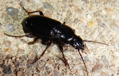 Pterostichinae