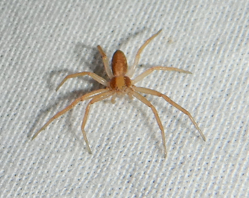 Nearctic White-striped Running Crab Spider