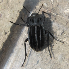 Alphasida holosericea