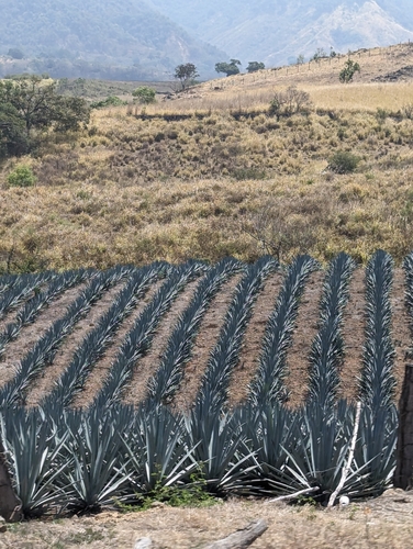 Foto de Agave-azul