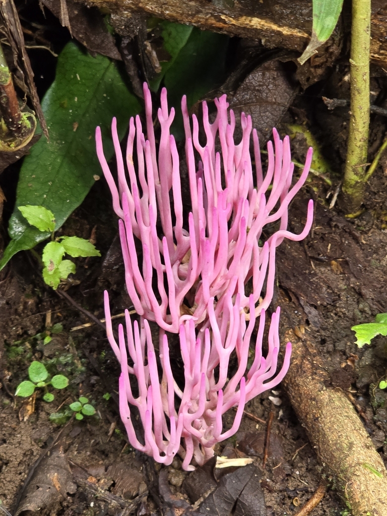 Clavaria schaefferi · March 2024 · photo: © alan_rockefeller (iNaturalist, cc-by-sa)