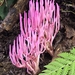 Clavaria schaefferi - Photo (c) Alan Rockefeller, some rights reserved (CC BY), uploaded by Alan Rockefeller