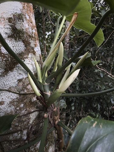 Philodendron hastatum, photograph 6