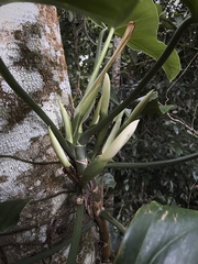 Philodendron hastatum, photograph (c) Alexandre Magno, some rights reserved (CC BY)