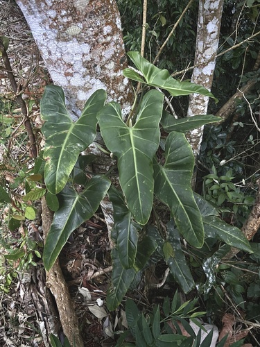 Foto de Pacová roxo