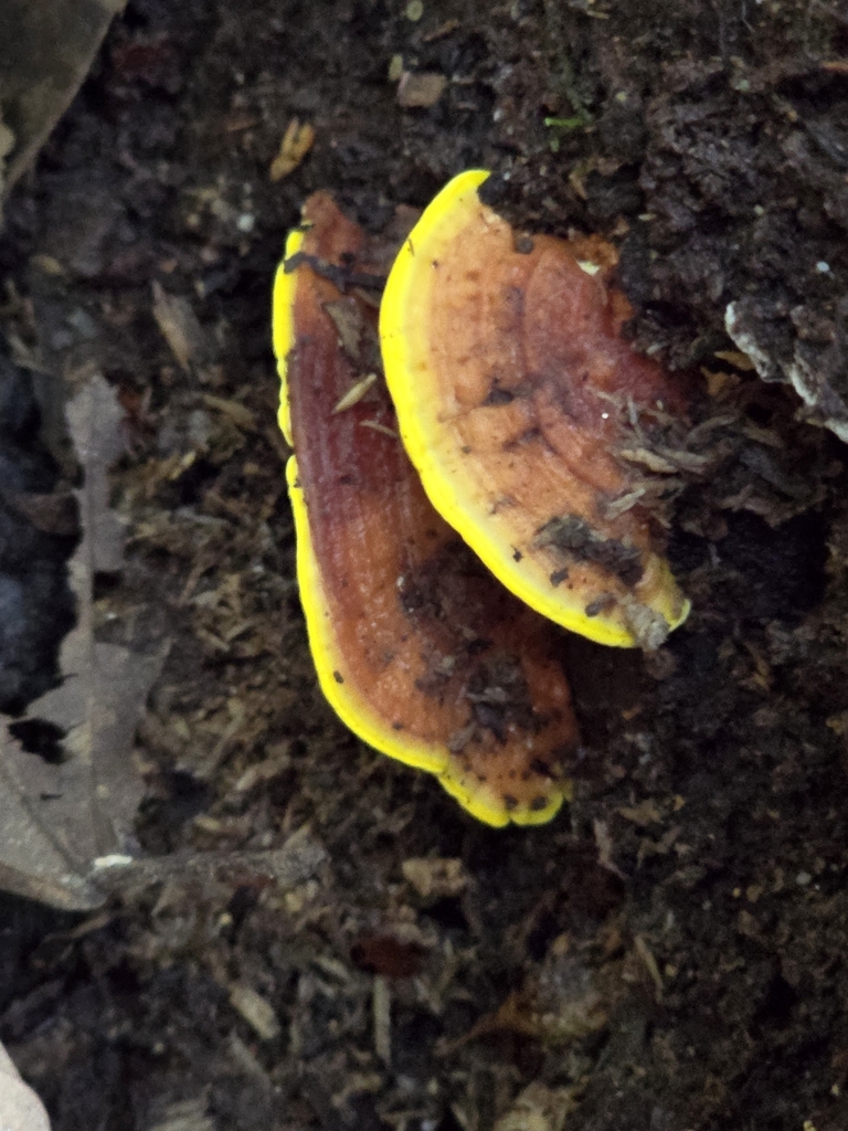 Flaviporus brownii · March 2024 · photo: © alan_rockefeller (iNaturalist, cc-by-sa)