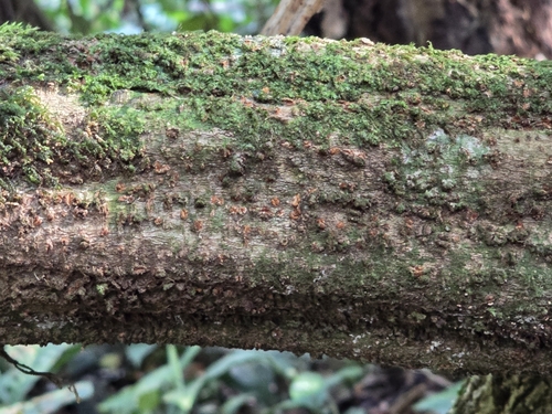 Image of Banisteriopsis caapi by (c) Alan Rockefeller, some rights reserved (CC BY)