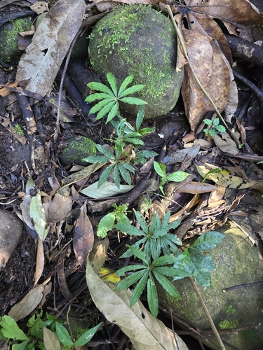 Anthurium polyschistum