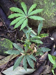 Anthurium polyschistum, photograph (c) Alan Rockefeller, some rights reserved (CC BY)