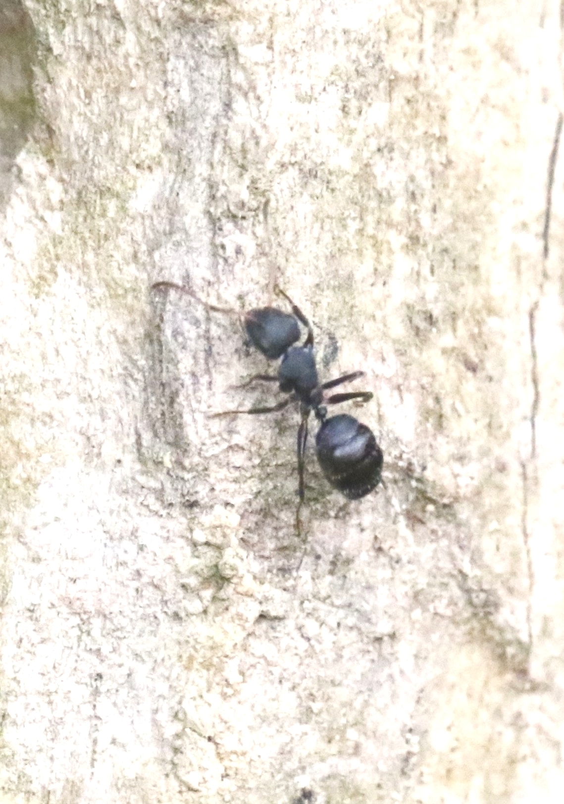 Camponotus orthogonius