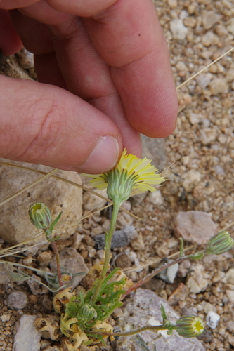 Image of Malacothrix fendleri by (c) Eric Knight, some rights reserved (CC BY)