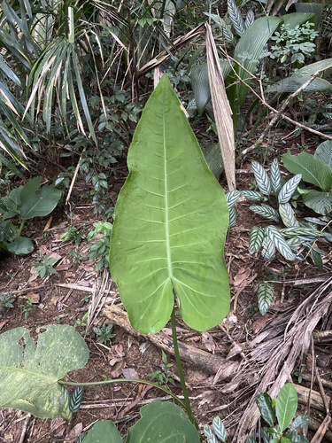 Anthurium xanthophylloides