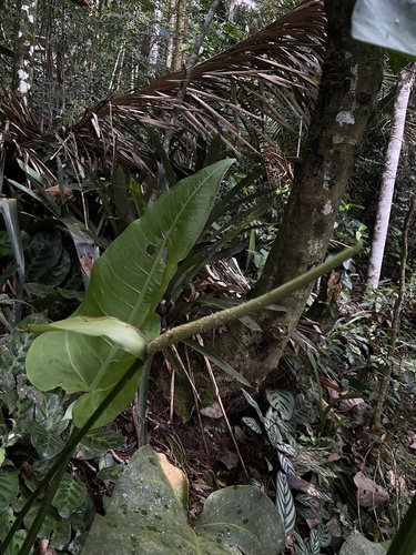 Anthurium xanthophylloides 2