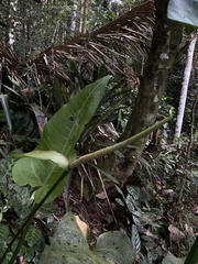 Anthurium xanthophylloides, photograph Alexandre Magno, CC BY, iNaturalist via GBIF