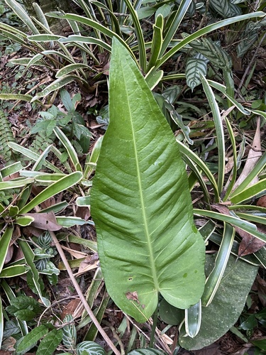 Anthurium xanthophylloides 3