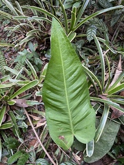 Anthurium xanthophylloides, photograph Alexandre Magno, CC BY, iNaturalist via GBIF
