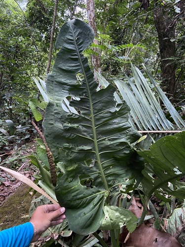Anthurium xanthophylloides, photograph 4