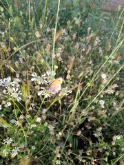 Coenonympha pamphilus