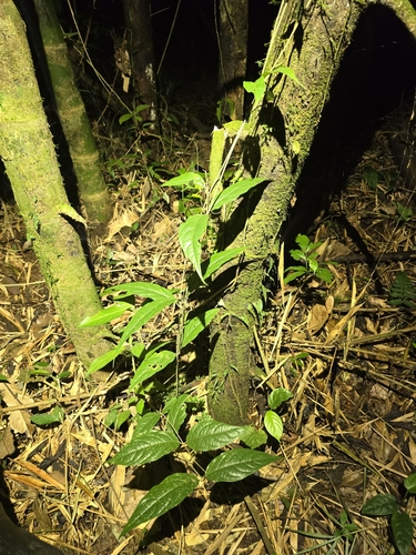 Banisteriopsis muricata, photograph 6