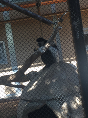 Colobus