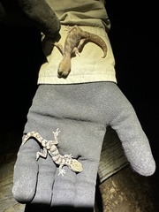 Cloudy Stone Gecko photo 2