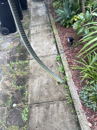 Common Tree Snake sighting