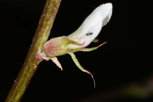 Image of Astragalus flavus by (c) Darrin Gobble, some rights reserved (CC BY)