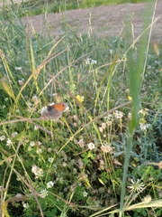 Coenonympha pamphilus