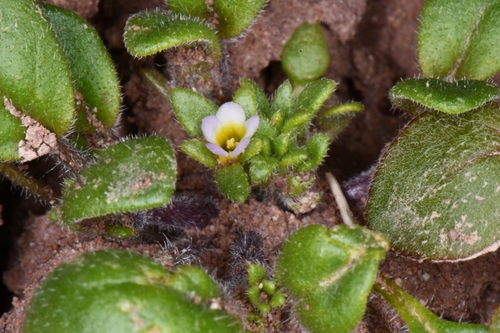 Image of Phacelia cephalotes by (c) Darrin Gobble, some rights reserved (CC BY)