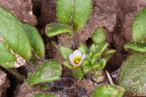 Image of Phacelia cephalotes by (c) Darrin Gobble, some rights reserved (CC BY)