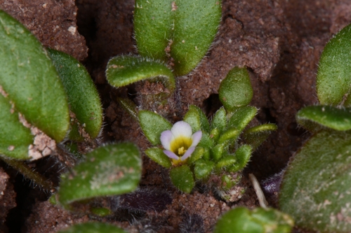 Image of Phacelia cephalotes by (c) Darrin Gobble, some rights reserved (CC BY)