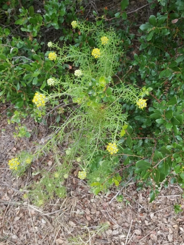 iNaturalist observation photo of Asteroideae