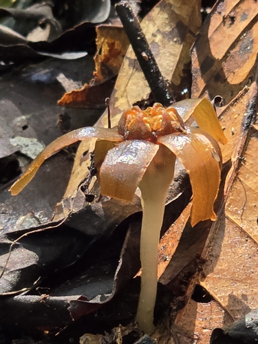 Image of Tiputinia foetida by (c) Alan Rockefeller, some rights reserved (CC BY)