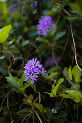 Petrea volubilis