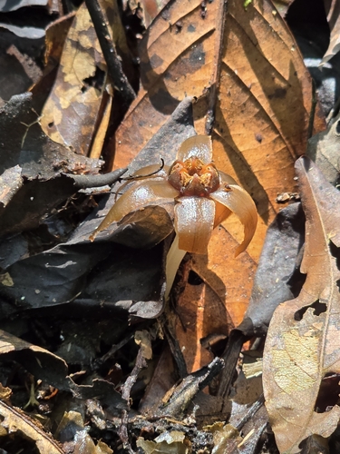 Image of Tiputinia foetida by (c) Alan Rockefeller, some rights reserved (CC BY)