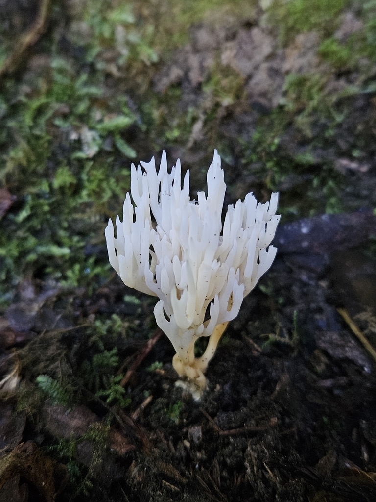 Ramariopsis sp. 'kunzei-CA01'
