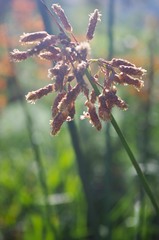 Schoenoplectus scirpoides