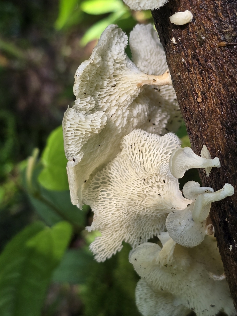 Favolus brasiliensis