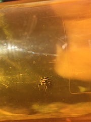 Habronattus cuspidatus