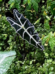 Alocasia amazonica